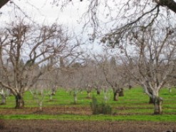 orchard trees during the off season