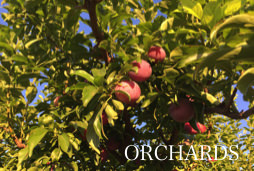 Orchards